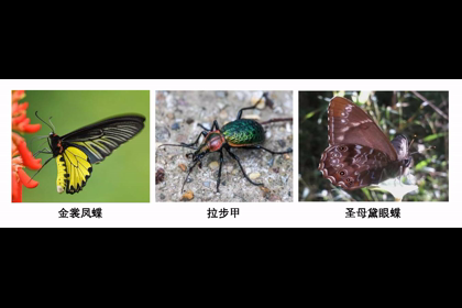 我院陳斌教授團(tuán)隊(duì)在巴中市文旅示范區(qū)發(fā)現(xiàn)多種珍稀保護(hù)昆蟲2024-08-30