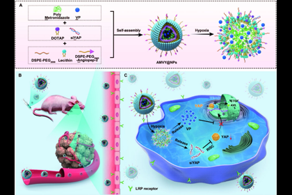 我校神經系統疾病研究所在JournalofNanobiotechnology發表最新研究成果