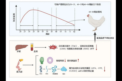 調控蛋清品質的精準窗口及分子機制