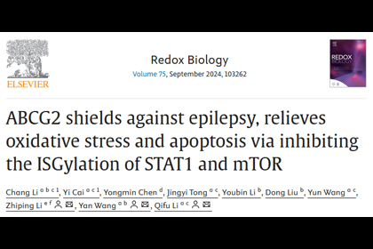 RedoxBiol｜海南醫科大學李其富/王燕/復旦大學李智平合作揭示轉運蛋白ABCG2緩解癲癇發作的分子機制2024.07.27