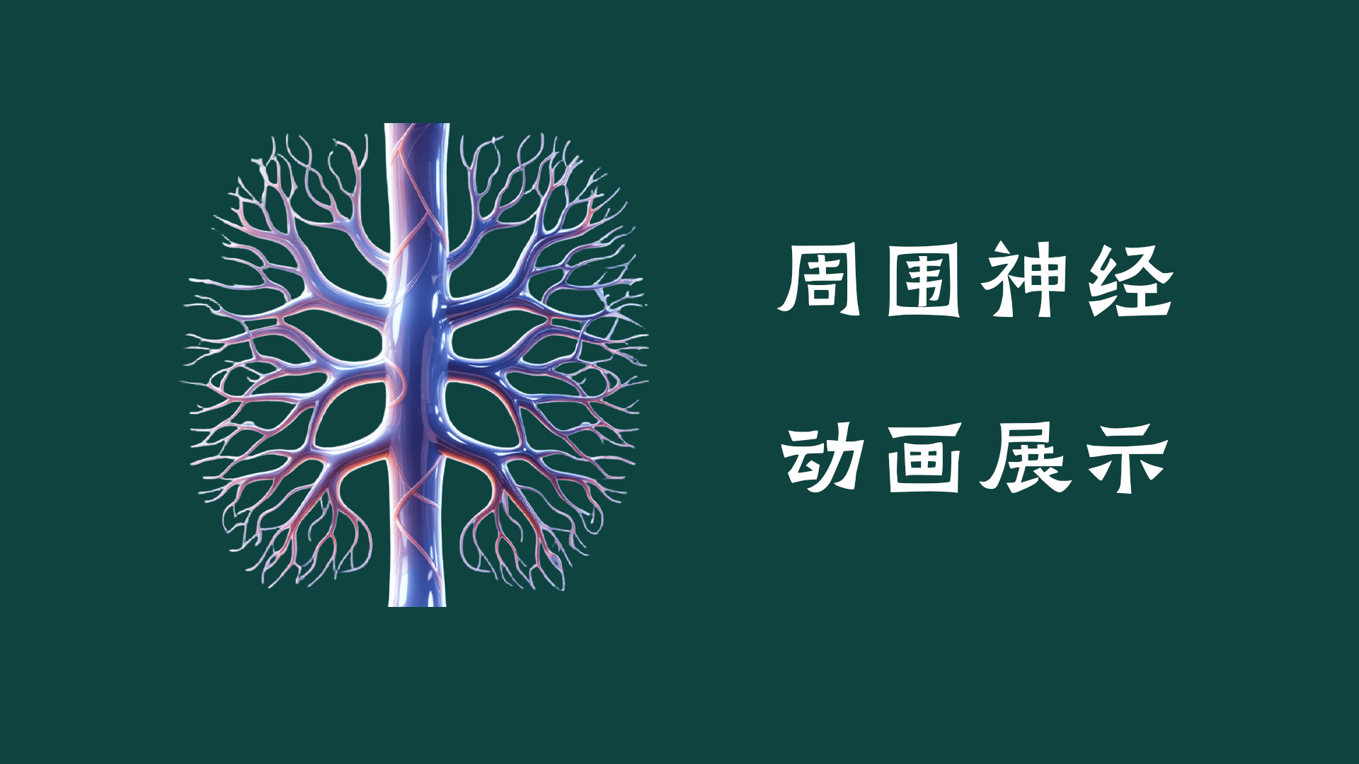 周圍神經(jīng)