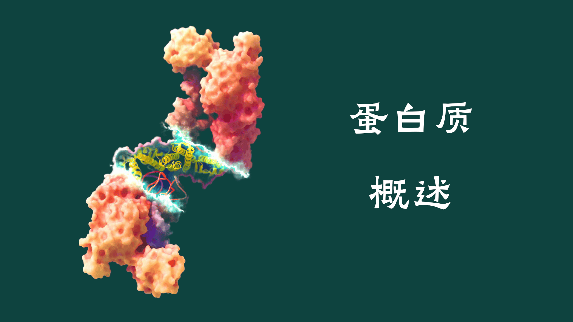 蛋白質(zhì)