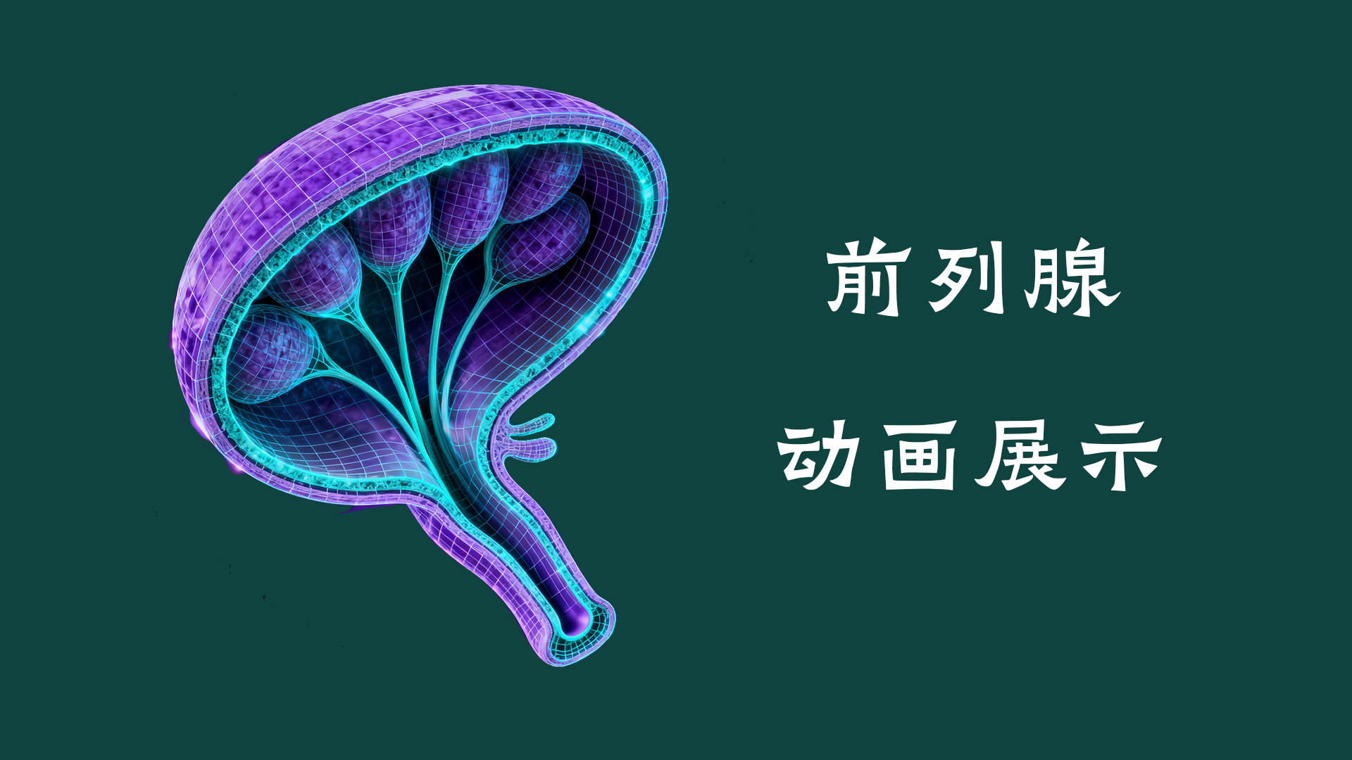 前列腺